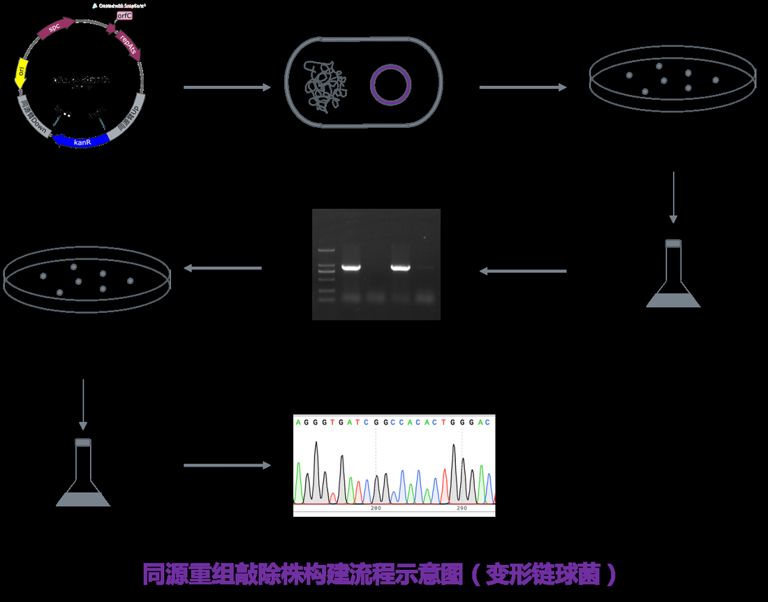 细菌同源重组敲除株构建流程