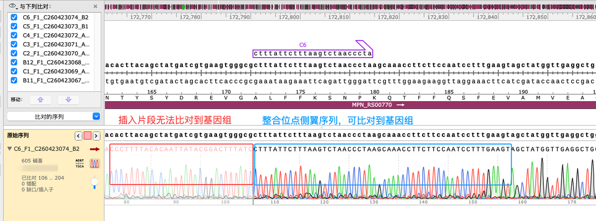 Cubes-seq 测序峰图与基因组比对