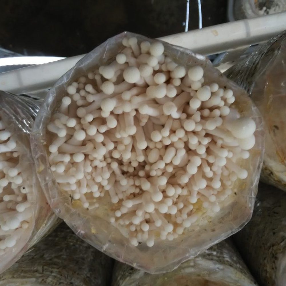 食用菌基因编辑项目实拍 2