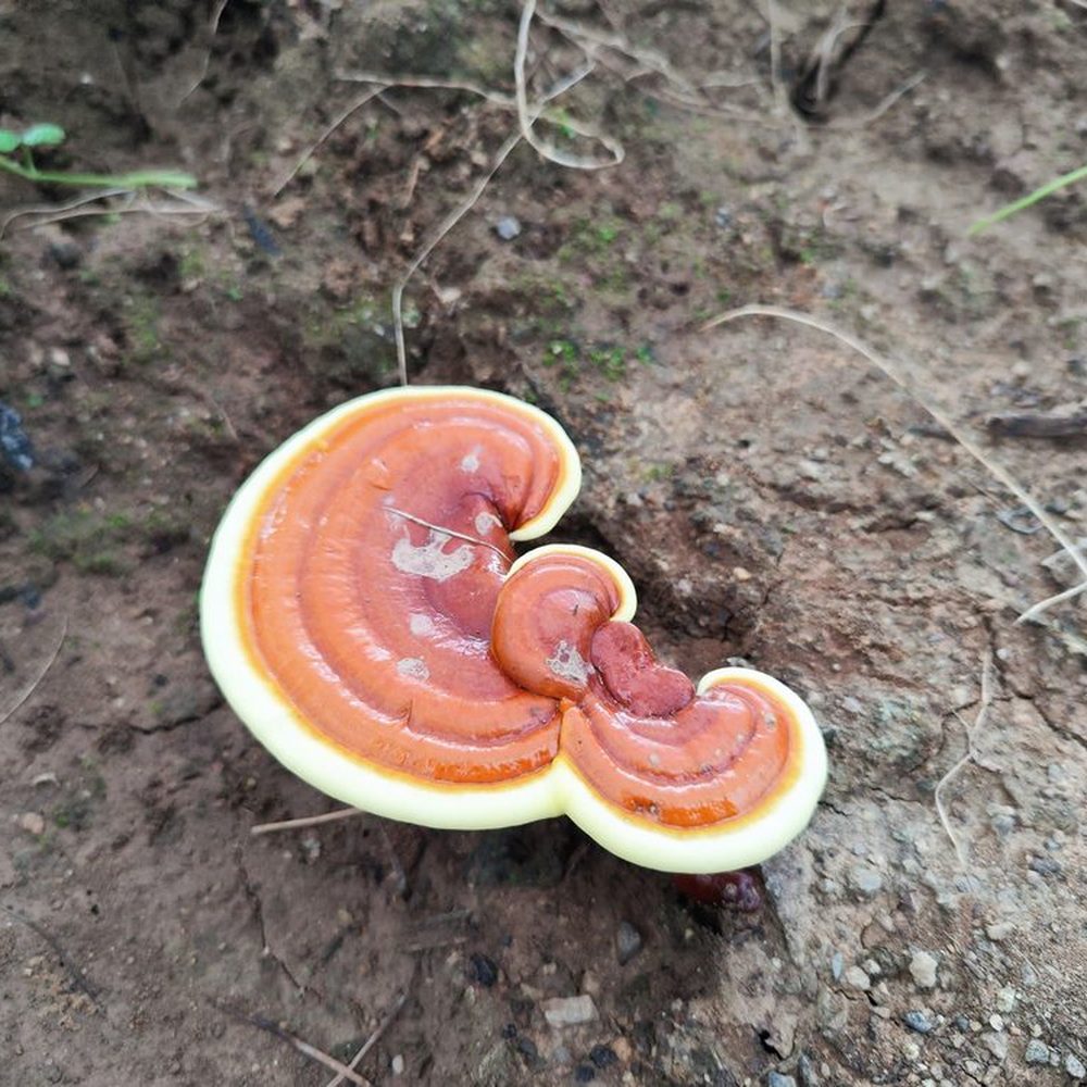 食用菌基因编辑项目实拍 3