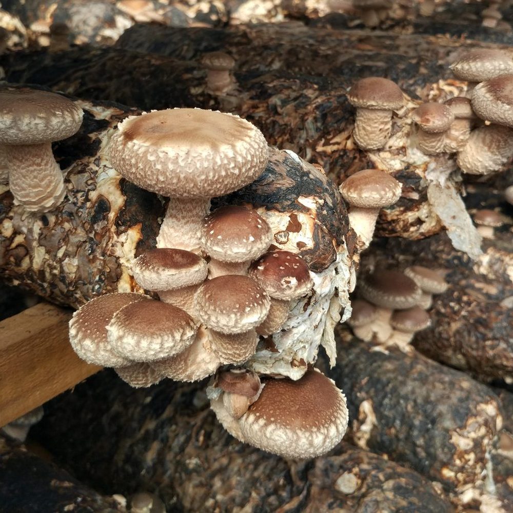 食用菌基因编辑项目实拍 4
