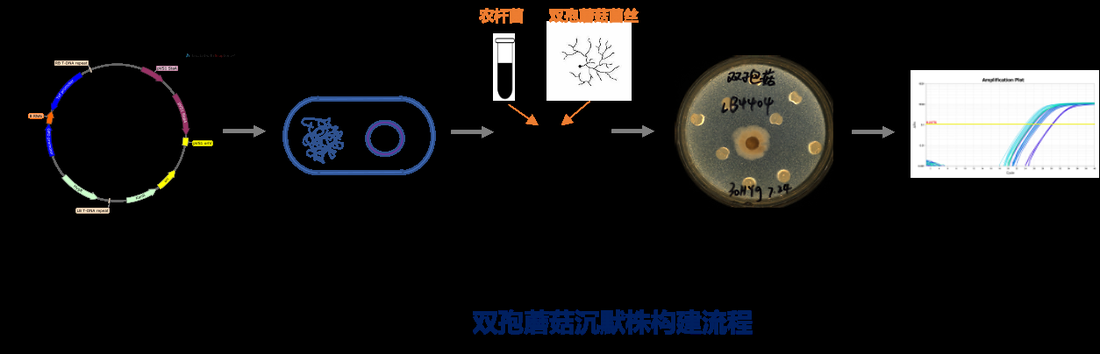 真菌沉默株构建流程