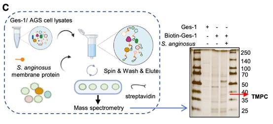 图示

描述已自动生成
