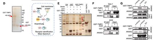 图片包含 图形用户界面

描述已自动生成