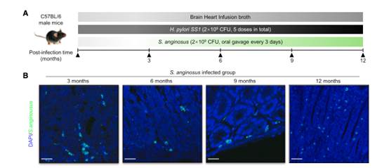 图形用户界面, 应用程序

描述已自动生成