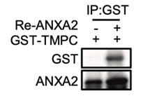 图示

描述已自动生成